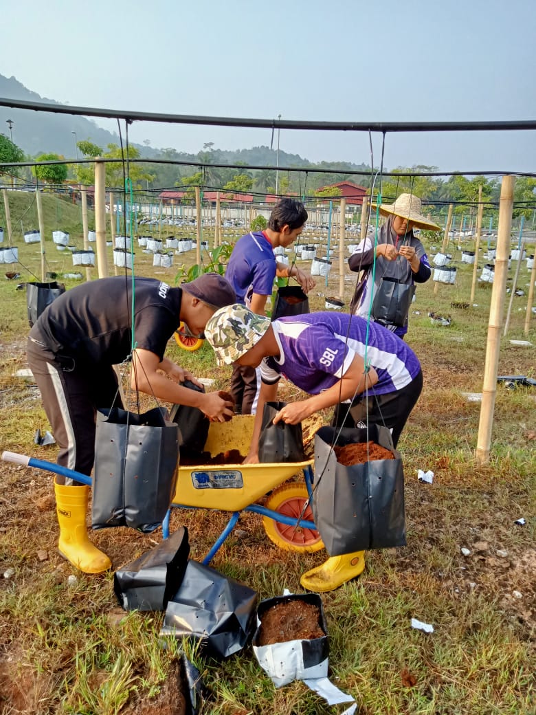 PROSES PERTUKARAN POLIBEG BAGI SEMAIAN ANAK POKOK CILI KULAI